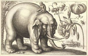 Elefante y flores. Estado 2